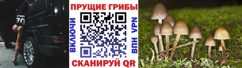 Псилоцибиновые грибы Cubensis  сколько стоит  Вытегра 
